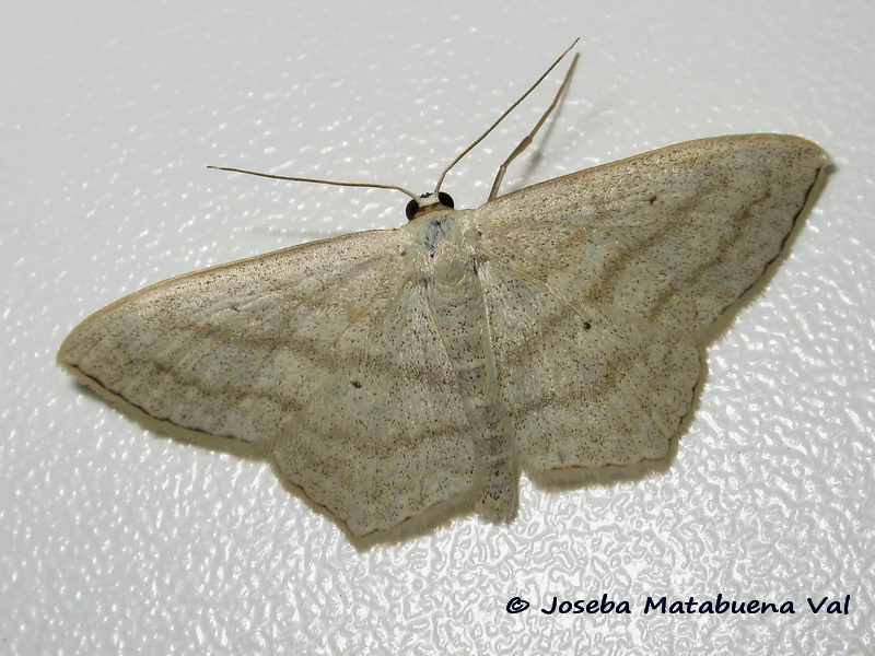 Scopula (Scopula) nigropunctata, Geometridae
